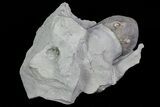 Wide Enrolled Isotelus Trilobite - Ohio #70920-1